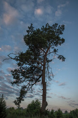 Lonely pine tree against the background of morning pink sun-lit clouds