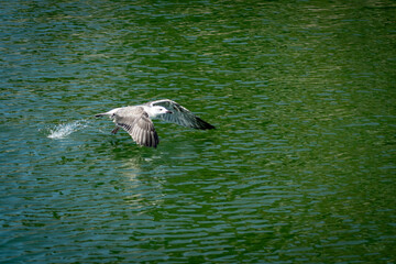 seagull in flight