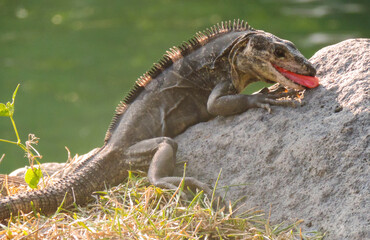 Iguana marron comiendo sobre una roca con lengua grande. piel escamada y arrugada cuerpo completo. pasto y agua de fondo