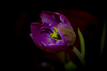 tulip on black