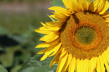 Obraz premium Yellow sunflower in a field on a green background