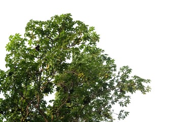 Tropical tree leaves with branches on white isolated background for green foliage backdrop and copy space 