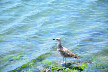 white gull / bird / beach
