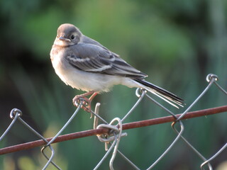 A selective focus shot of a fowl bird walking on the grass-covered field