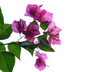 In selective focus of sweet pink bougainvillea flower blossom with green leaves on white isolated background 