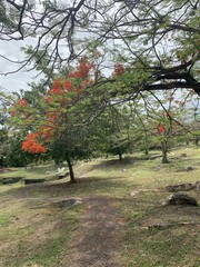 Naklejka premium Cimetière Bukit Cina à Malacca, Malaisie