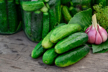 Fresh pickles are prepared for canning. Harvesting vegetables.