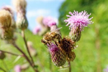A bee sits on a flower and collects honey and pollen