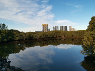 Fototapeta na wymiar Beautiful view of a pond in a nature reserve with reflections of blue sky, light clouds tall buildings and trees on water, Newington Nature Reserve, Newington, Sydney, New South Wales ,Australia