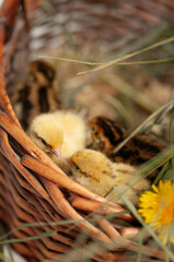Quail chickens just born in a basket