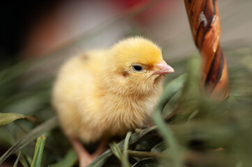 Quail chickens just born in a basket