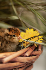 Quail chickens just born in a basket