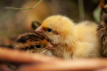 Quail chickens just born in a basket