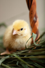 Quail chickens just born in a basket