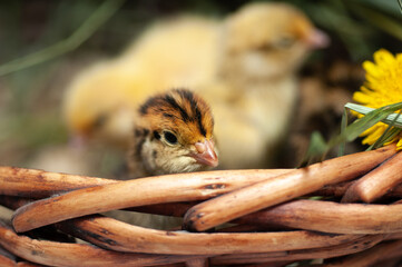 Quail chickens just born in a basket