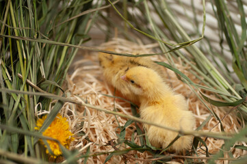 Quail chickens just born in a basket