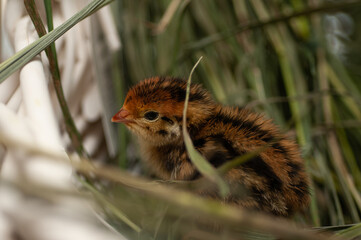 Quail chickens just born in a basket