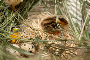 Quail chickens just born in a basket