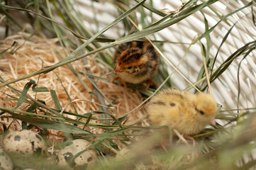 Quail chickens just born in a basket