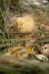 Quail chickens just born in a basket