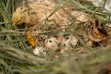 Quail chickens just born in a basket