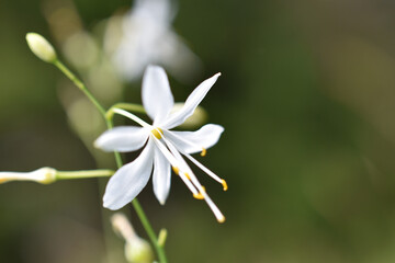 Rispige Graslilie, Anthericum ramosum, zarte Lilie in Winterfarben, weiß winterlich als Hintergrund und Grußkarte für Trauer und Gedenken  © EvaRuth