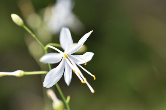 Rispige Graslilie, Anthericum ramosum, zarte Lilie in Winterfarben, wei&szlig; winterlich als Hintergrund und Gru&szlig;karte f&uuml;r Trauer und Gedenken	