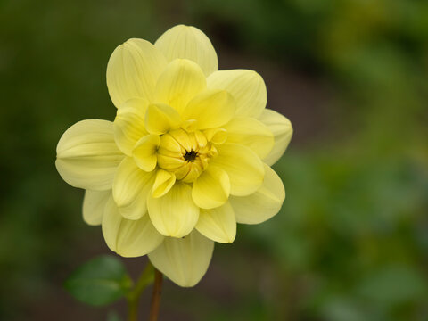 Closeup of a beautiful yellow double Dahlia flower in a garden