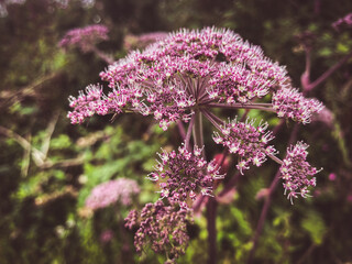 lilac flowers in the garden