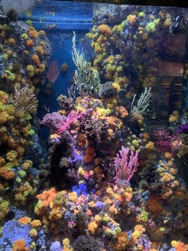 R&eacute;cif de corail de l'aquarium de Singapour