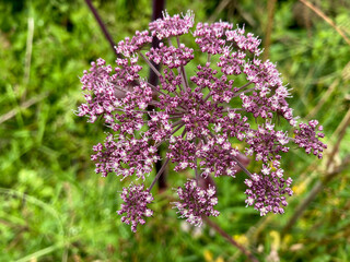 lilac flowers in the garden