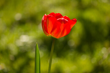 A red tulip, grass background