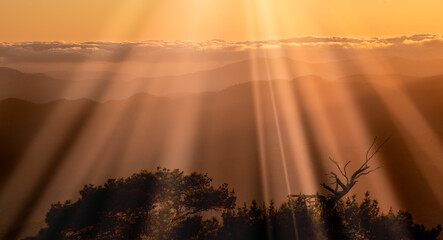 Bright sun rays on the mountains and silhouette of pine tree at sunset