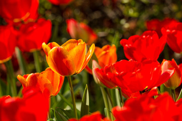 Fototapeta premium A lot of tulip flowers on a sunny afternoon in April