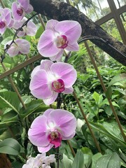 Jardin aux orchid&eacute;es &agrave; Singapour