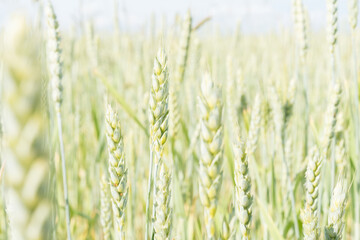 Ears of barley on farm field lit with sunlight, a close-up, selective focus.