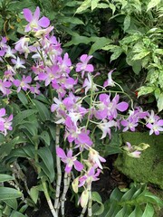 Jardin aux orchidées à Singapour