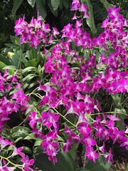 Jardin aux orchidées à Singapour