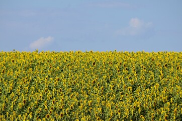 Beautiful blooming sunflowers on an agricultural field as a symbol of the national flag of Ukraine against a blue sky background