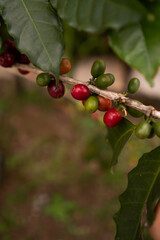 Coffee beans ripening, fresh coffee, red berry branch, industry agriculture on tree in Brazil