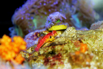 Red Ruby Dragonet fish is amazing natural addition in every reef aquarium