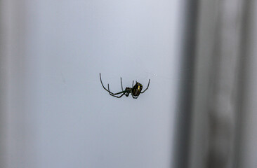 garden spider 