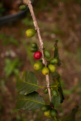 Coffee beans ripening, fresh coffee, red berry branch, industry agriculture on tree in Brazil