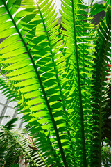 Close-up of translucent tropical green leaves in a greenhouse.