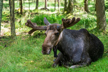 Naklejka na ściany i meble Moose laying in the forest with blurred background.