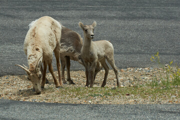 Obraz premium Rocky Mountain Big horn sheep
