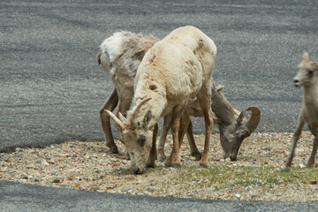 Fototapeta premium Rocky Mountain Big horn sheep