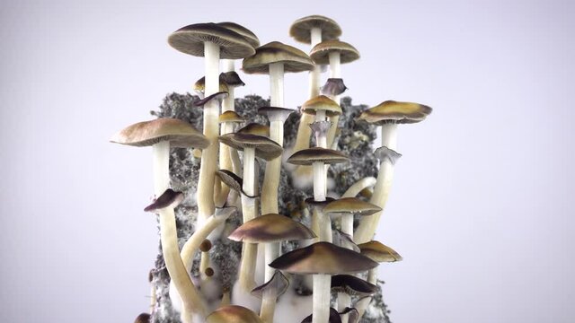 Psilocybe cubensis magic mushrooms. Mushroom Rotation. Sacred mushroom mazatek.