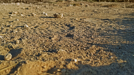 dirt and rocks ground surface
