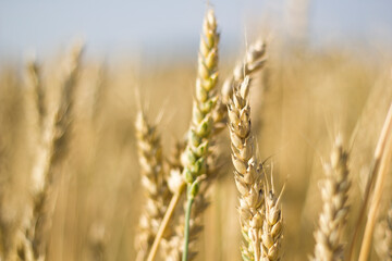 Fototapeta premium golden wheat field